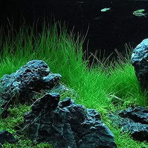 Aquarium Grass 2000 Seeds Water Grasses Random Dwarf Aquatic Plant Grass Seeds Indoor Plant Seeds Oxygenating Weed Live Pond Plant Seeds,Fish Aquatic Decor-Mini
