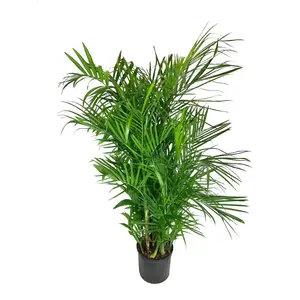 Bamboo Palm - Live Plant in a 3 Gallon Growers Pot - Chamaedorea Seifrizii - Great Privacy Hedge - Rare Palms from Florida
