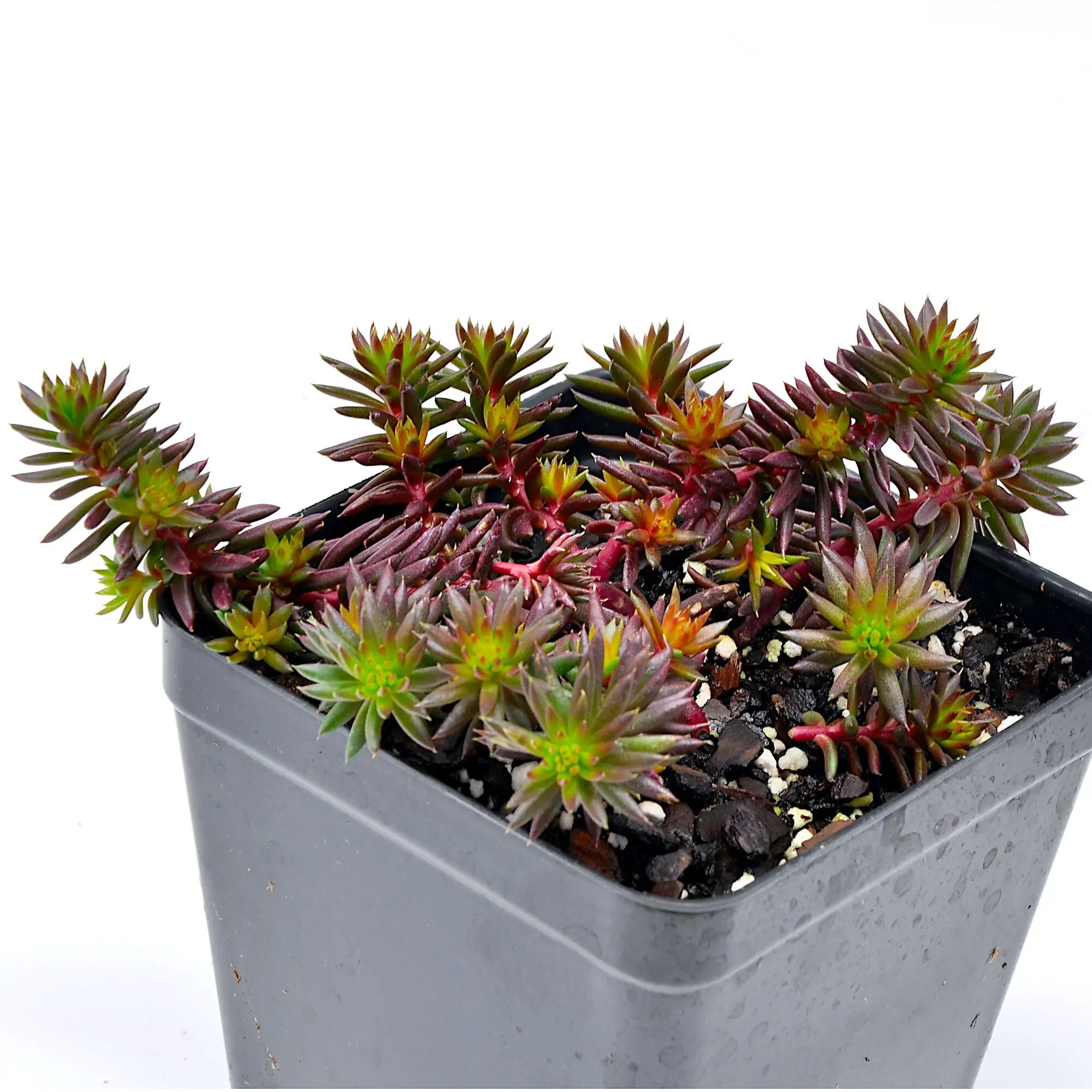Sedum rupestre, Red Angelina, Reflexed Stonecrop