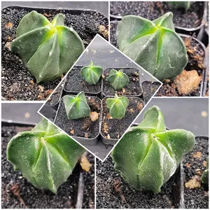 Astrophytum Myriostigma Set of 3 (1–1.5" Tall) Smooth Ribs, Upright Star Form,