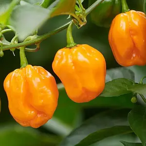 Habanero Orange Pepper Seeds Organic (Capsicum chinense) – Extremely hot, fruity-flavored peppers; great for sauces.