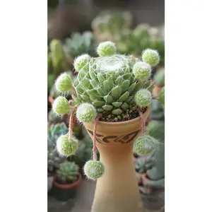 2"Live Succulent Sempervivum Cabenese 2"Live Succulent Sempervivum Cabenese