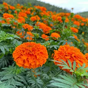 500pcs  Marigold Seeds - Easy to grow annual flower to brighten up your vegetable garden - Natural insect repellent, long blooming period, bright orange flowers - Great for garden beds, borders and pots, adding color and protection to your garden