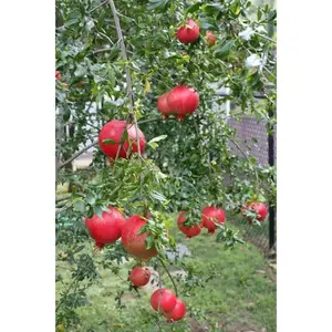 Pomegranate Seeds - Fruit Tree, Round, Ideal for Growing Pomegranate Trees, Naturally Occurring