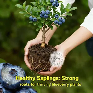 Genuine grafted dwarf blueberry tree seedlings - recommended by farmers, fast yield, easy planting, cold resistance, very suitable for balcony/courtyard, indoor/outdoor potted plants