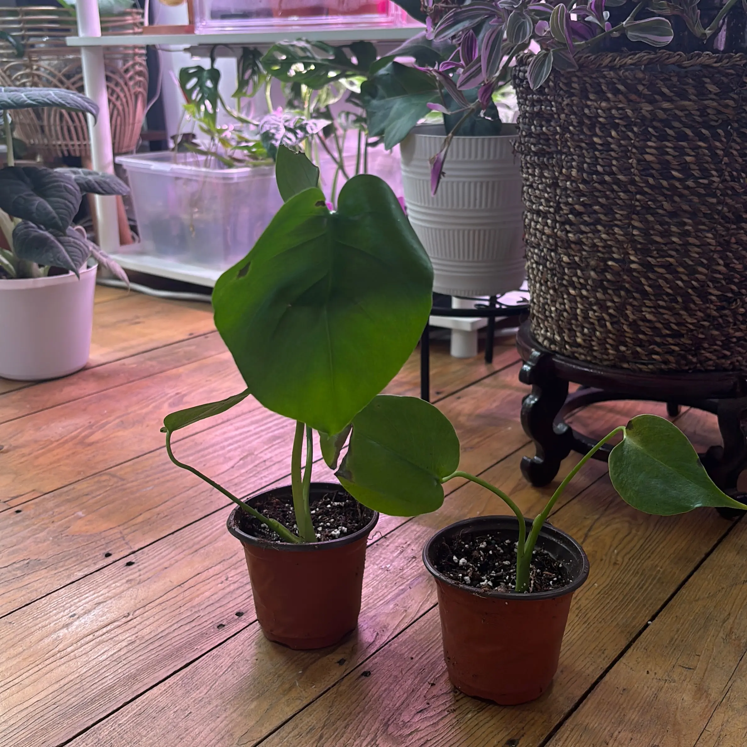 Baby monstera w/ bruises Baby monstera w/ bruises