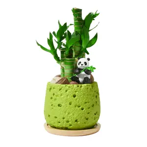 Lucky Bamboo Live Plant - A money tree with a panda doll, planted in a volcanic stone pot, is an ideal gift for bringing good luck and wealth, perfect for home and office decoration.