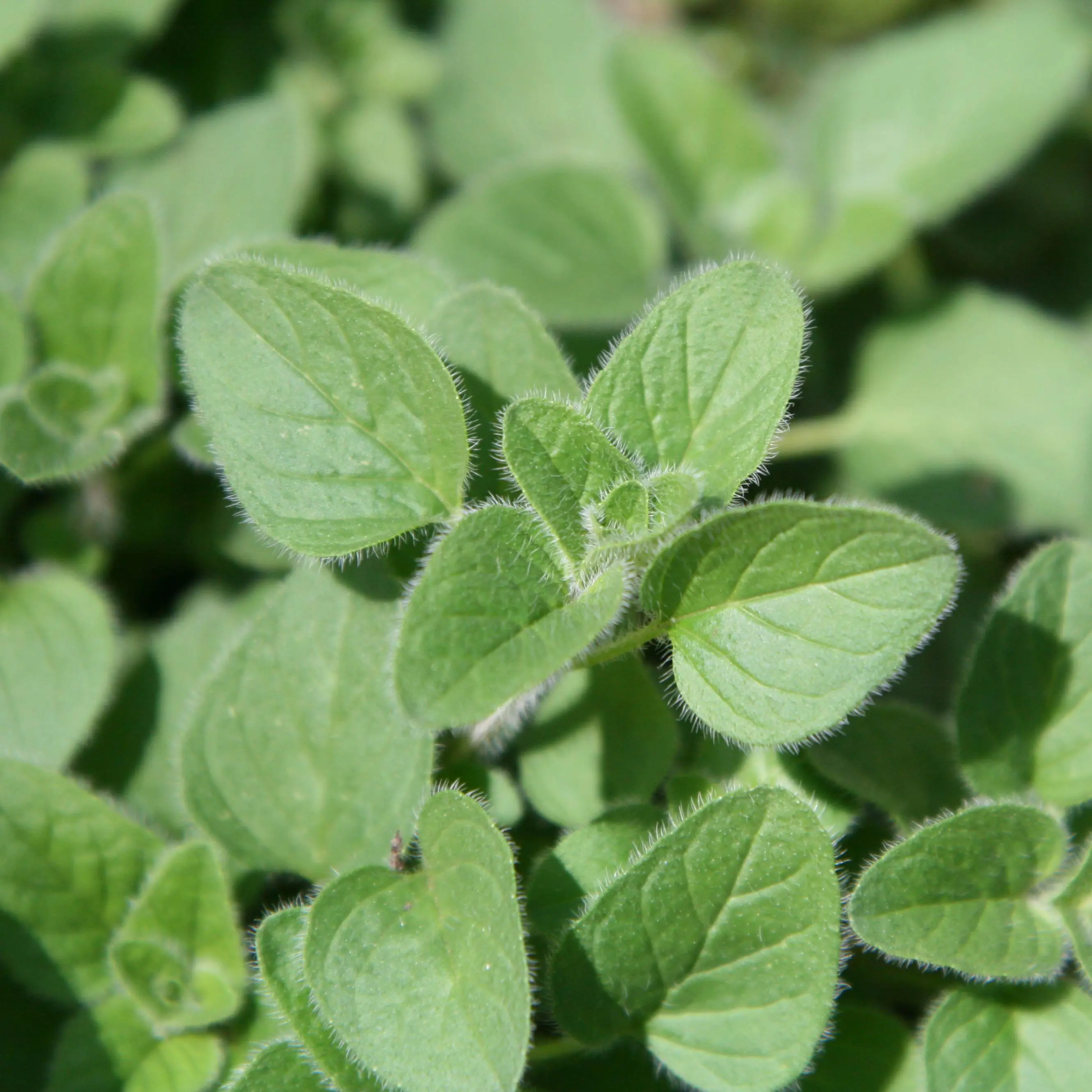 Organic Common Oregano Seeds (Origanum vulgare) – 250+Seeds for Herb Gardens, Culinary Use, and Mediterranean Cooking