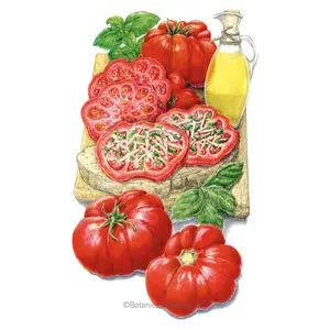 Costoluto Genovese Pole Tomato Seeds