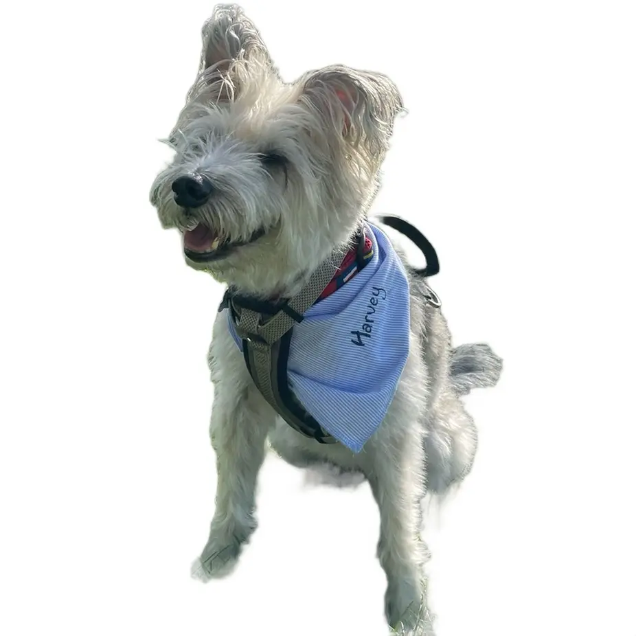 Custom Dog Bandana w/ Stitched Name