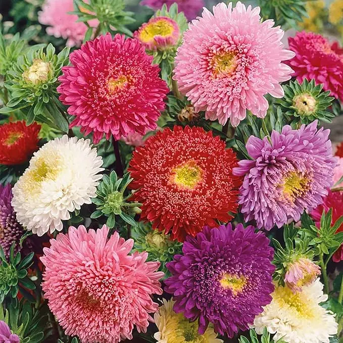 400Pcs Almanac Aster Seeds Annual Callistephus Tall Double Gremlin Aster Flower Seed Attracts Butterflies