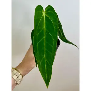 4" Anthurium Warocqueanum 'Dark Queen Anthurium'