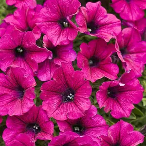Green River 50 Bright Pink Petunia Seeds -Non-GMO Heirloom Seeds, Flower Seed Pack, Bold Blooms For Full Sun, High-Impact Color For Outdoor Pots, Vibrant Annual Seeds For Shaded Areas, Garden-Ready Beauty
