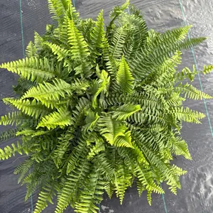 Xl Boston Fern 8" HB Pot Pet Friendly Plant with Unique Leaves for Safe House Decor Centerpiece Nature Room Ornaments Easy Care Indoor Outdoor