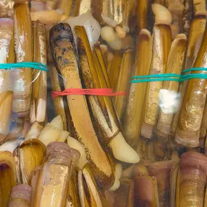 Ireland Razor Clams – Live, High Quality, Ready to Cook