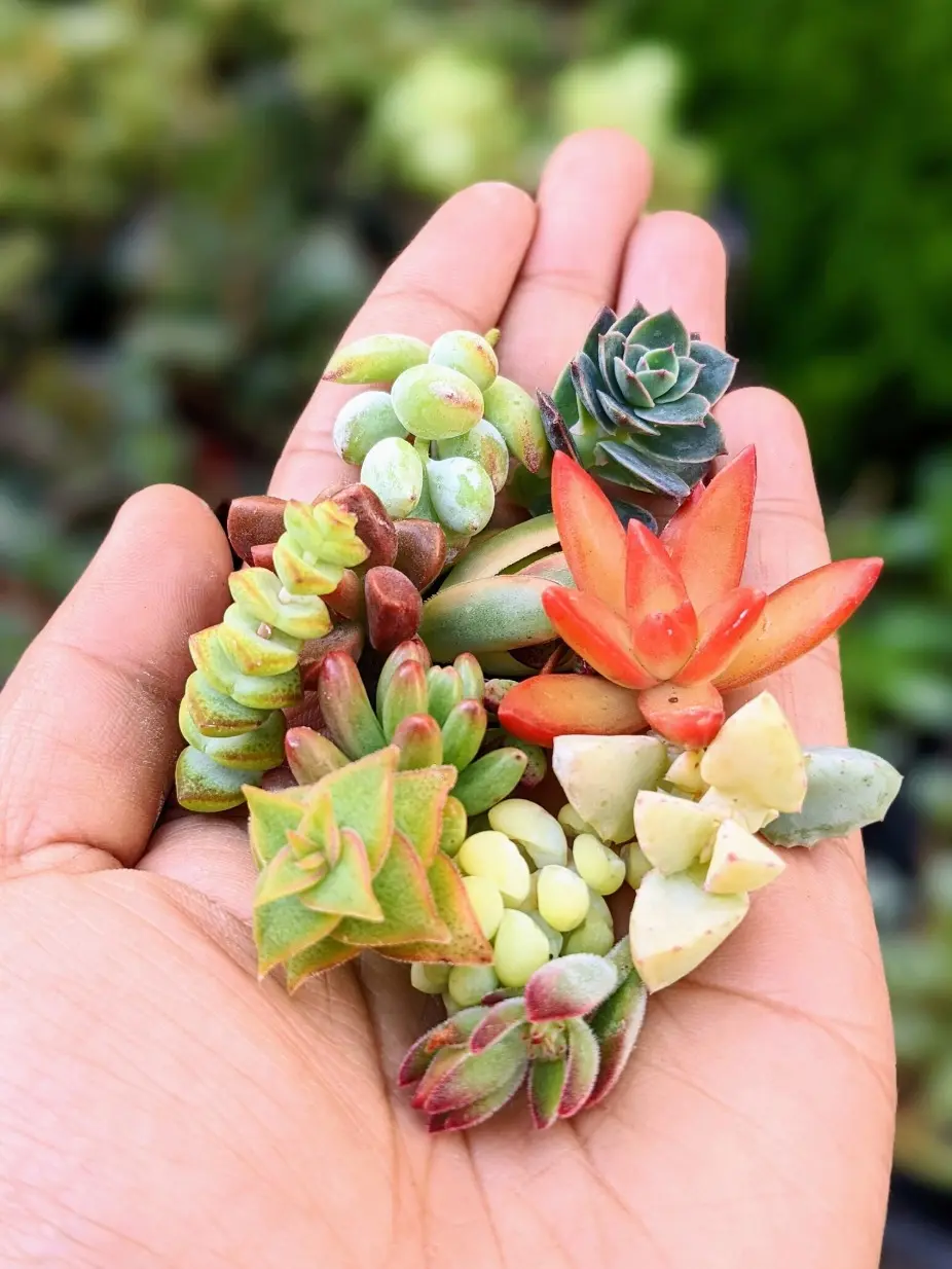 10 Rainbow Succulent Cuttings, Small Plant Mix