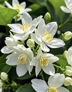 Jasmine Flower Seeds for Planting Fragrant Plant Seeds Non-GMO Garden Home Jasmine Garden Balcony Flower