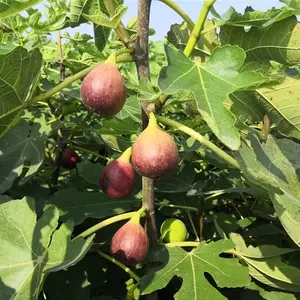 SweetYield Brown Turkey Fig Plant Tree Pokok – High-Yielding, Easy to Grow Gardens Fig Seedlings