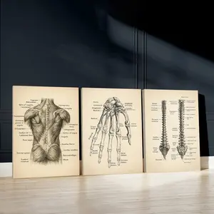 3pcs Anatomy Education Wall Art, Medical Knowledge Poster, Skeletal Features Art Prints, Classic Illustration Home Decor, Modern Wall Paintings, Cozy Canvas Posters Wall Arts, Decor for Living Room, Restaurant, Kitchen, Bedroom，With Frame