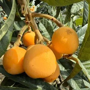 Loquat tree seedling - 1 bare root, green leaf, deciduous perennial, suitable for garden, balcony or large pot cultivation