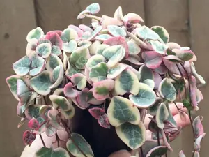 Variegated String of hearts, Ceropegia Woodii, Rosary Vine 2 inches pot