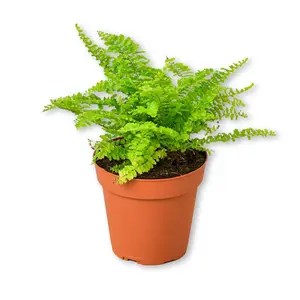 Cotton Candy Fern - Live Starter Plants in 4 Inch Grower's Pots - Nephrolepis Exaltata - Exotic Textured Foliage for Your Garden