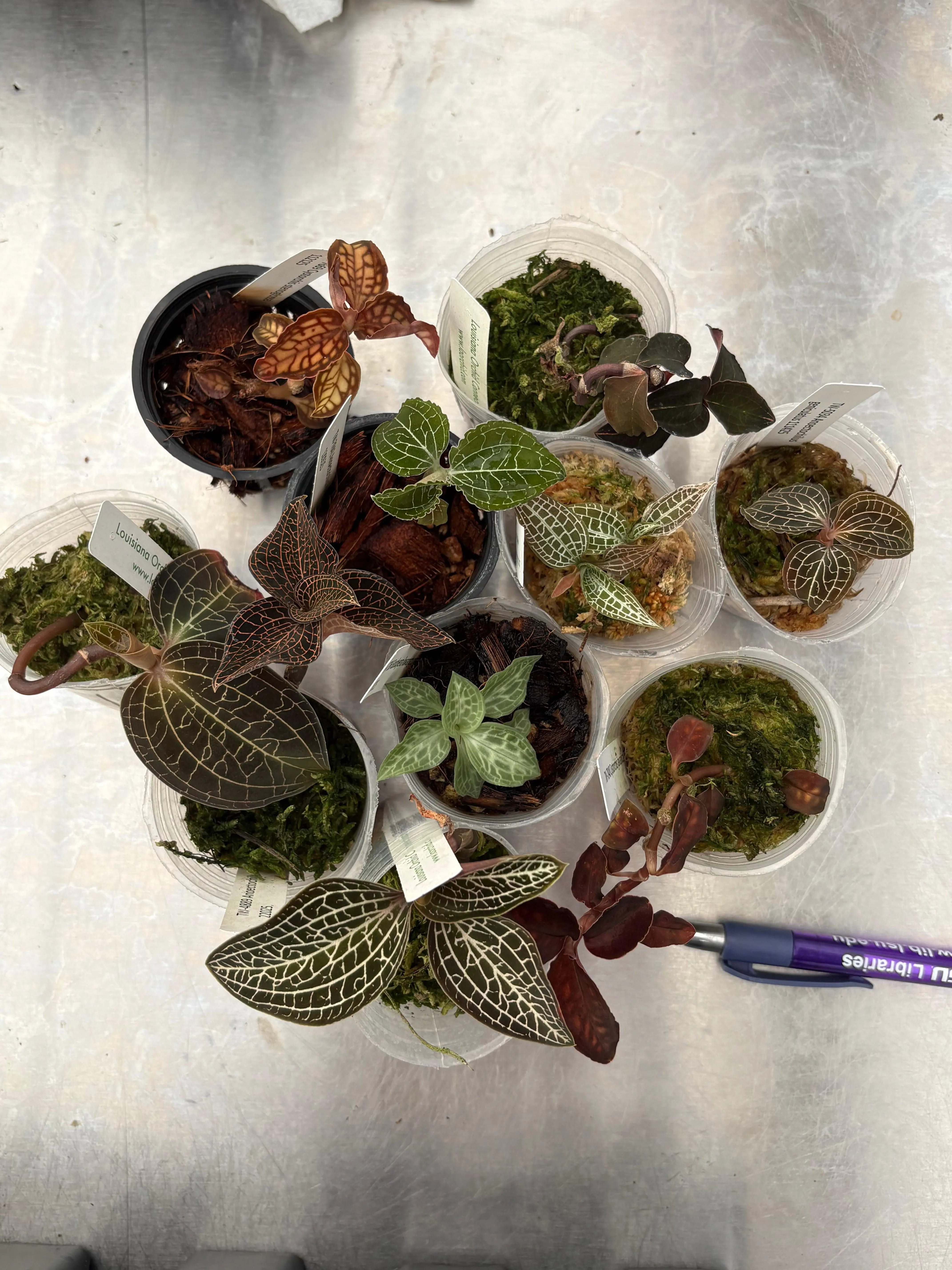 JEWEL ORCHID Jr Collection