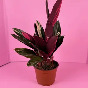 Stromanthe Triostar 6” | Pink Variegated Prayer Plant | Live Plant