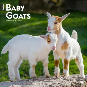 Baby Goats | 2026 12 x 24 Inch (Hanging) Monthly Square Wall Calendar | Plastic-Free | BrownTrout | Domestic Animals
