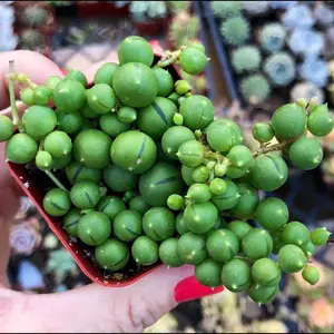 2” String of Pearls succuelnt plant