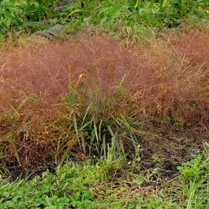 Purple Lovegrass