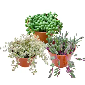 3pcs Live Trailing Succulent Plants Combination 4in String of Pears, Variegated Little Missy, Little Pickles, Hanging Succulent for Home Garden Decor
