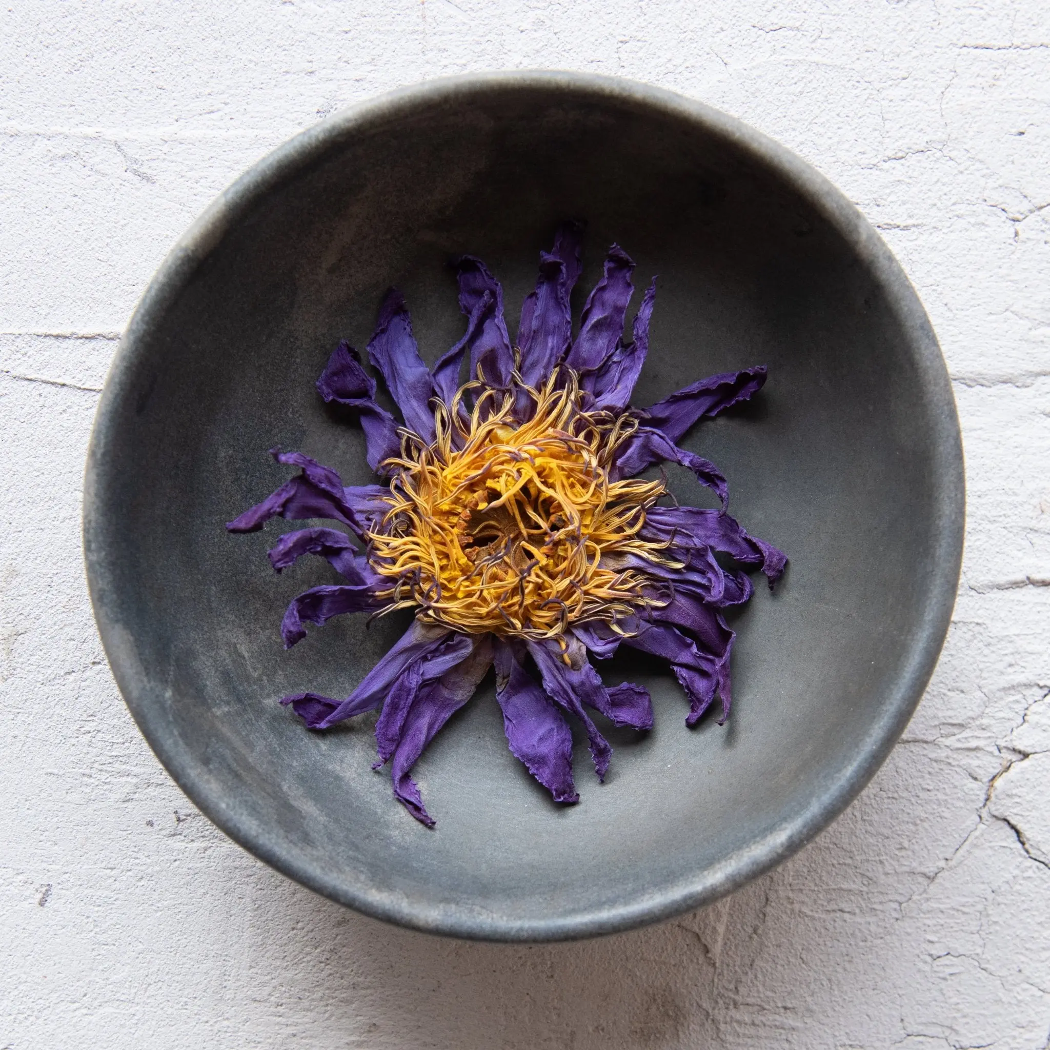 Blue Lotus Flowers