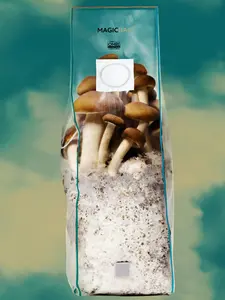 Mushroom Grow Bag by Magic Bag | All-In-One | ORGANIC Mushroom Grow Bag by Magic Bag | All-In-One | ORGANIC