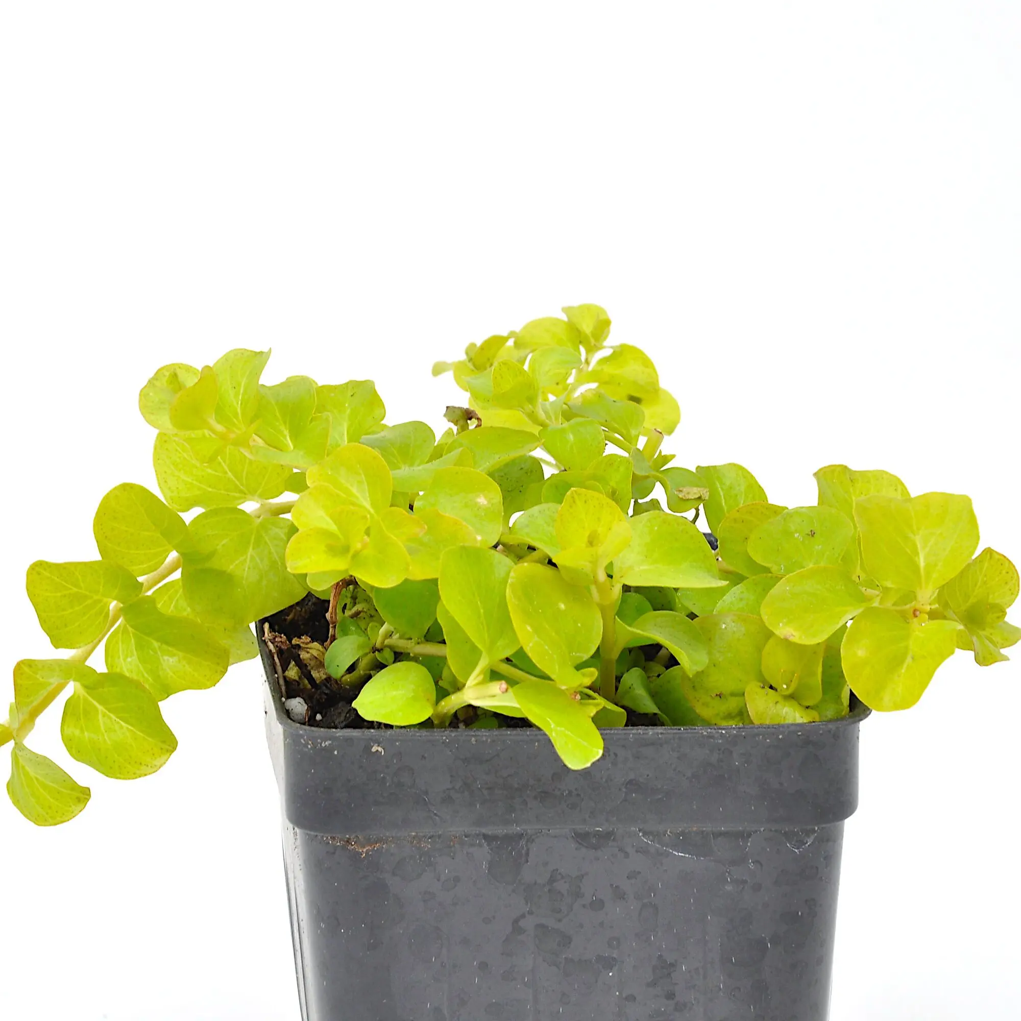 Lysimachia Creeping Jenny, Goldilocks, Moneywort
