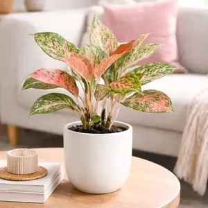 Chinese Evergreen 'Lady Valentine'
