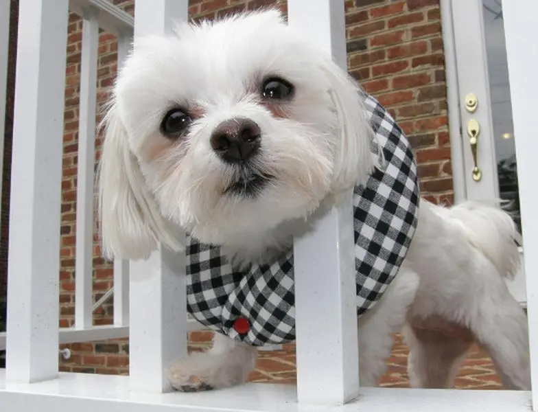 Puppy Bumpers Black & White Check