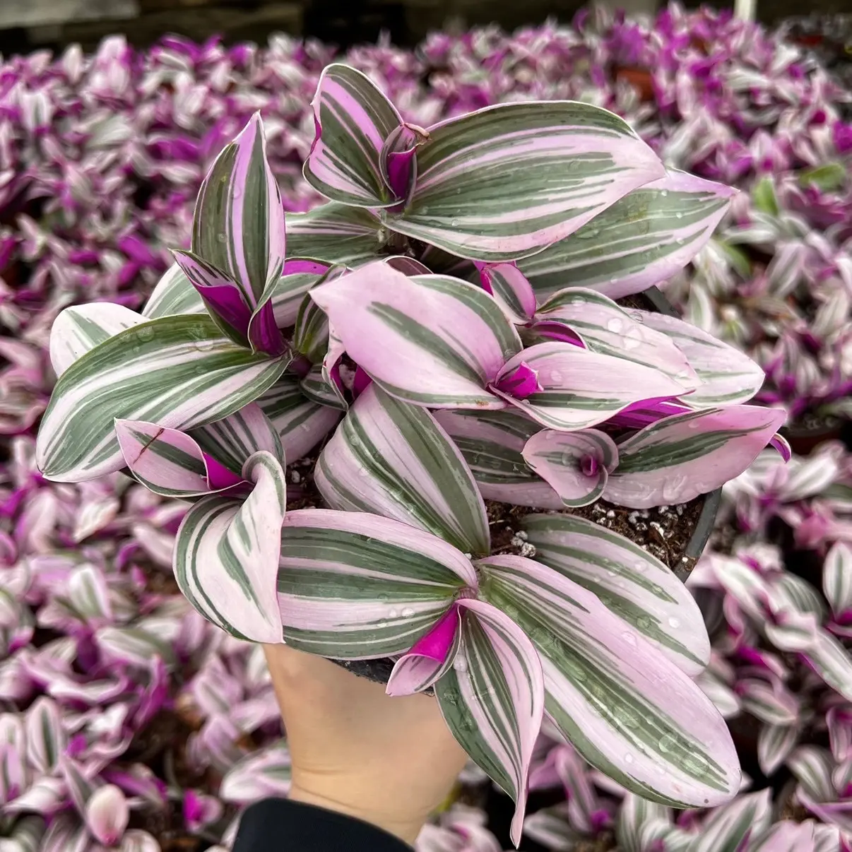 Pink Wandering Jew, Tradescantia Nanouk,  Rare Houseplant in 4'', 6'' pot