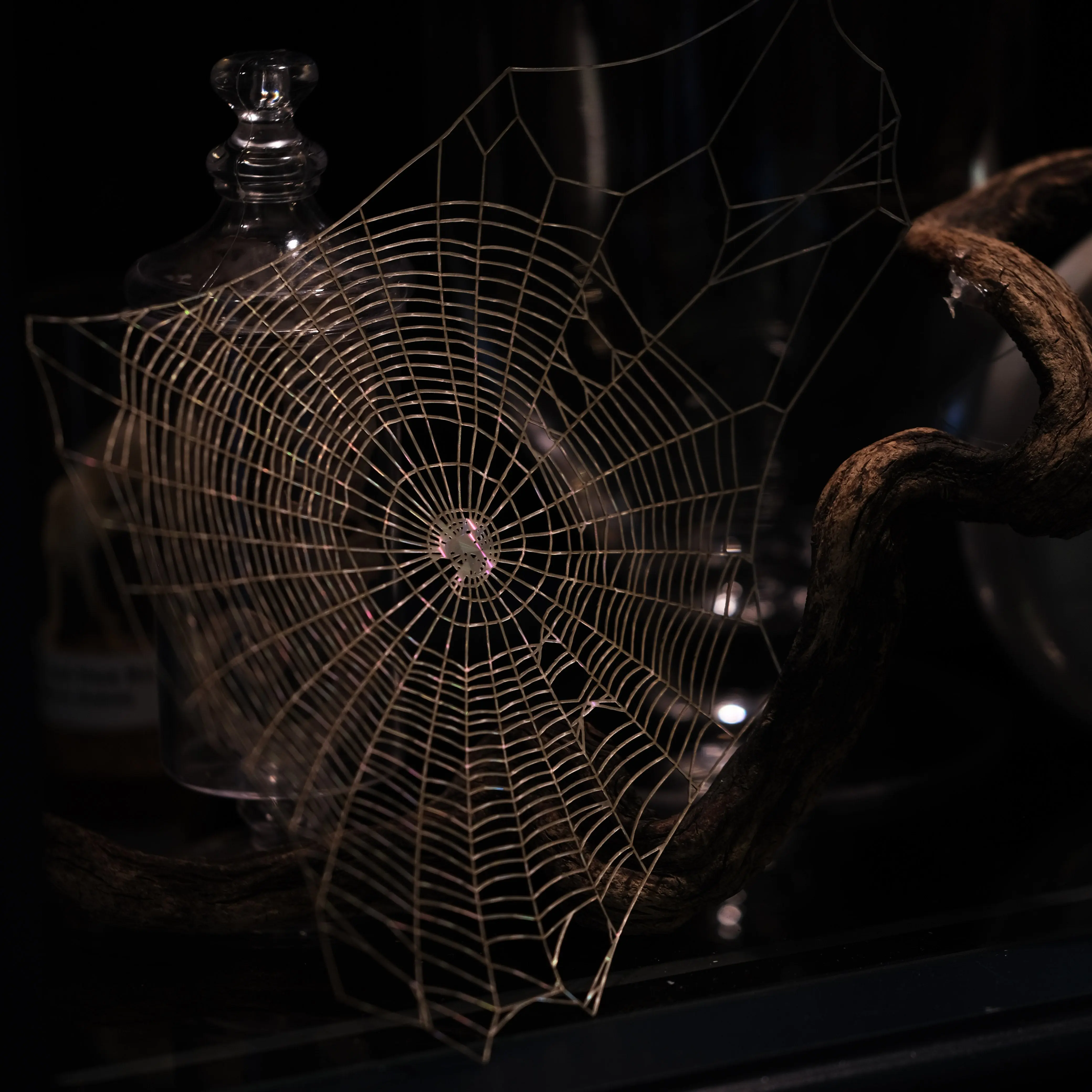 Holographic Spiderweb