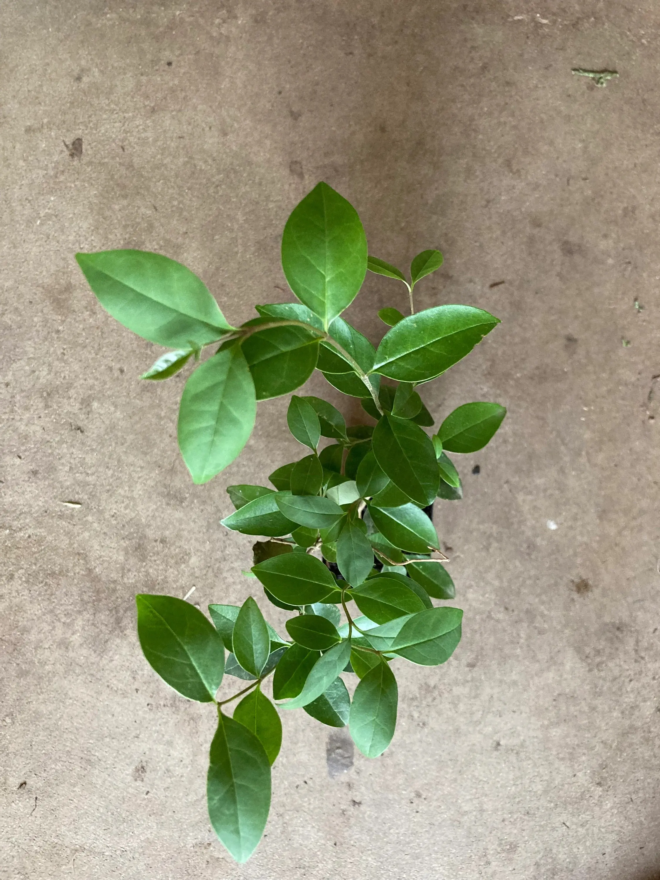 broad-leaf Privet, glossy privet, tree privet, Live Tree