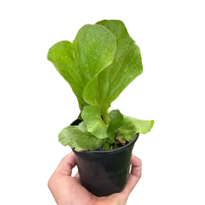 Fern Elephant (Platycerium elephantotis)