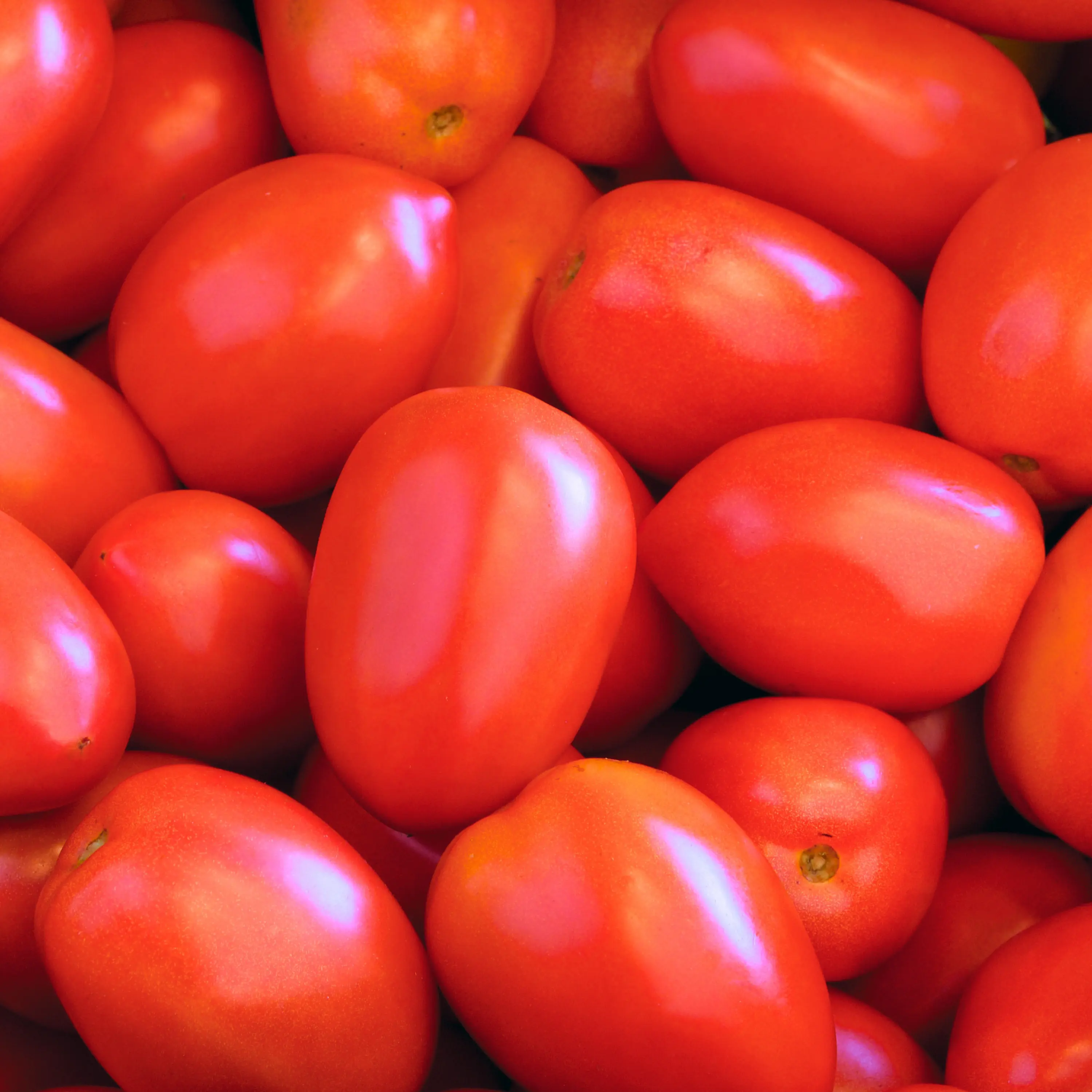 Heirloom Roma Tomato Seeds -Sustainable and Regenerative Italian Organic Gardening Seeds