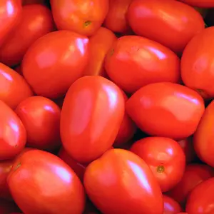 Heirloom Roma Tomato Seeds -Sustainable and Regenerative Italian Organic Gardening Seeds