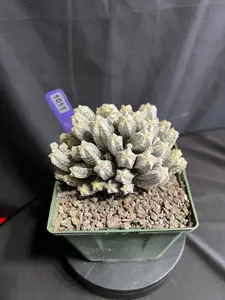Astrophytum Myriostigma cv. Huboki, Small Potted Plants, Succulent Houseplant Selection for Home Garden Supplies