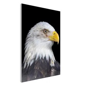 Bald Eagle Close-up Canvas Art - Wildlife Photography for Nature Lovers - Eco-Friendly Gift - 300-400 gsm - 350-400 Microns - FSC-Certified Wood - Durable Cotton-Polyester Blend - 2cm & 4cm Options - Hanging Kit Included - Support Local Wildlife Shelters