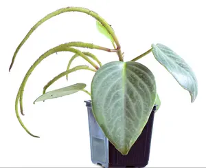 Peperomia maculosa