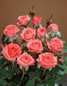 Salmon Sunblaze® Miniature Rose Bush - Hardy - 2.5" Pot