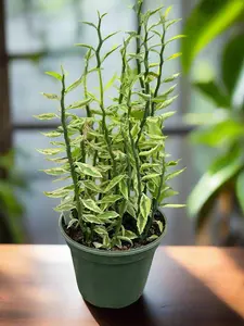 Variegated Devil's Backbone Euphorbia