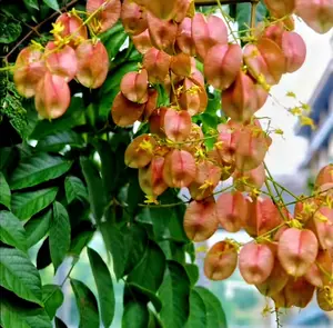 60 Golden Rain Tree Seeds Chinese Flame Tree Koelreuteria Paniculata PeavyTailor Koelreuteria Bipinnata