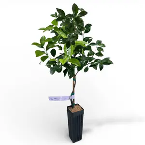 Cleopatra Mandarin Tree | US Citrus Nursery | Hardy Historic Variety, Tart Aromatic Fruit, Natural Live Citrus Plant, Cold Tolerant Indoor Outdoor Fruit Tree | No Ship CA AZ LA FL